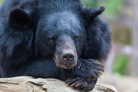 Black bears in the zoo.の写真素材