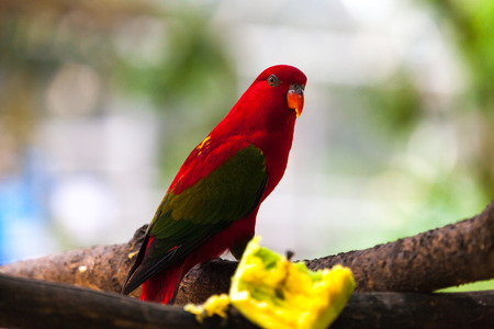 Red parrot eating fruit.の写真素材