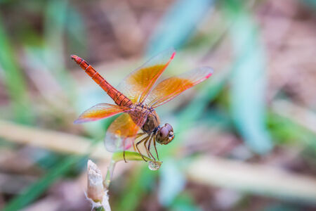 Resting red dragonflyの写真素材