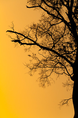 Evening scene with sun go down, sky in brilliant orange, silhouette of branch of tree in sunsetの写真素材