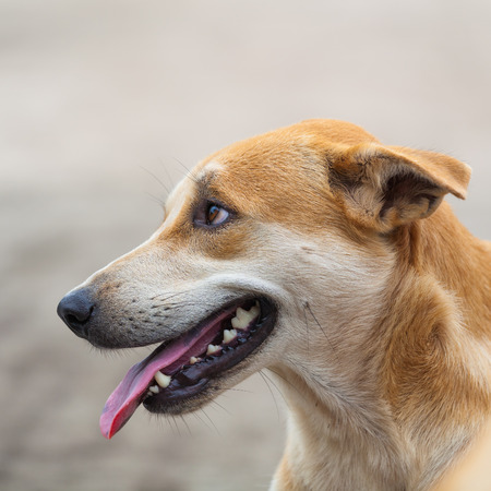Dog teethの写真素材