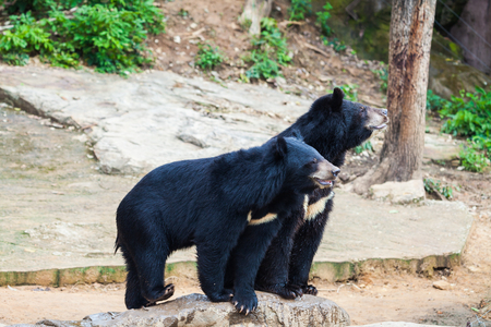 Asiatic black bearsの写真素材