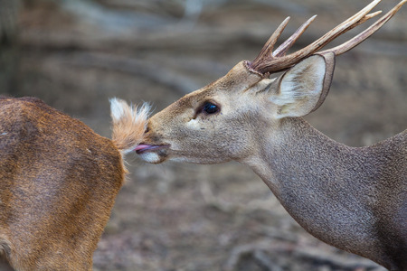 Male deer lickingの写真素材