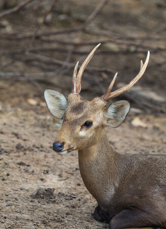 deerの写真素材