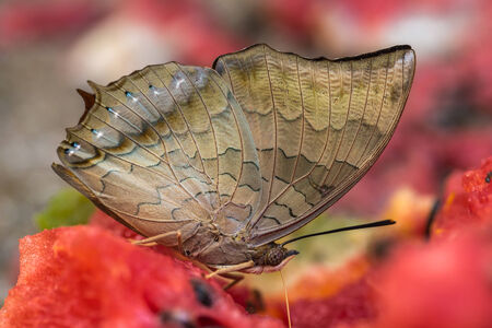 wonderful world of wild butterfly macroの写真素材