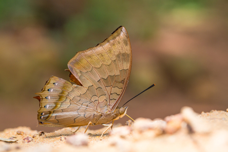 Beautiful butterfly closeupの写真素材