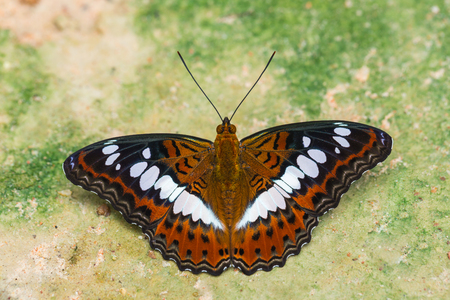wonderful world of wild butterfly macroの写真素材
