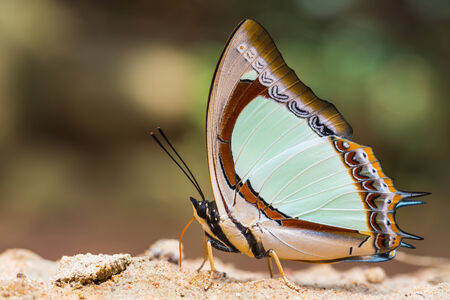 beautiful butterfly sits with folded wingsの写真素材