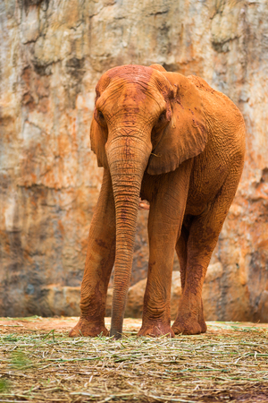 Elephant in zooの写真素材