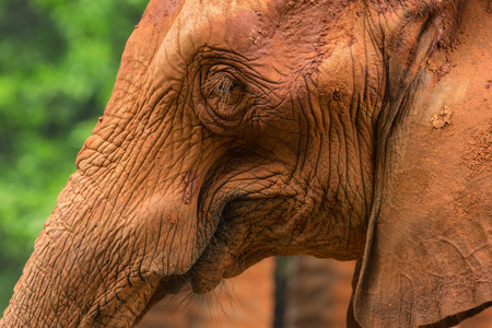 Elephant in zooの写真素材