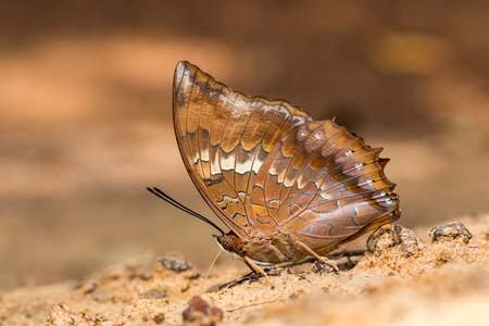 Large brown and blue butterfly resting in the sandの写真素材