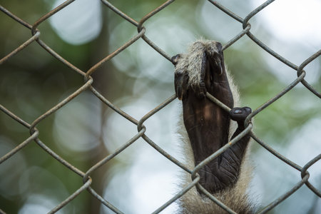 Sad Gibbon hands behind the cage