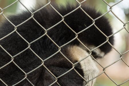 gibbon,Gibbon in zoo cage,Beauty and loveliness of Gibbons,Colorful Gibbons,Looking Gibbonsの写真素材