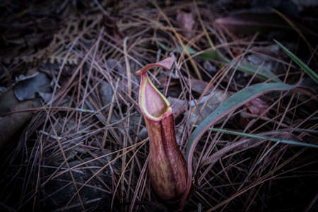 Flowerの写真素材