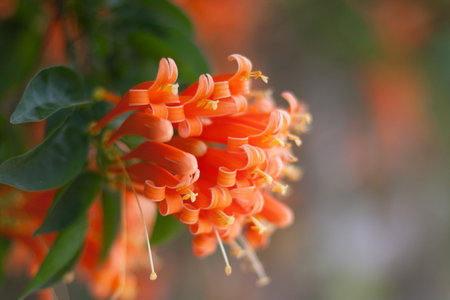 Flowerの写真素材