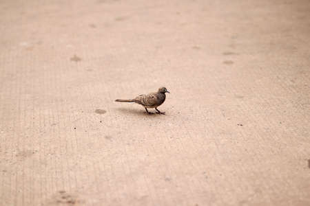 Birds are walking on the street.の写真素材