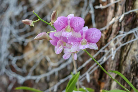 Orchid flower, the beauty of natural flowersの写真素材