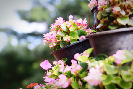 The beauty of natural flowers.の写真素材