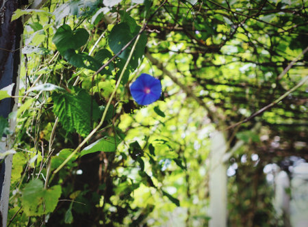 The beauty of nature