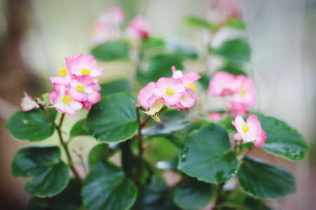 The beauty of natural flowers.の写真素材