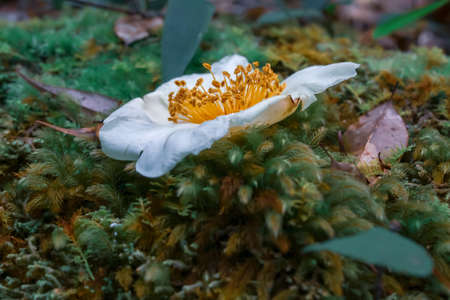 Flowers in natureの写真素材