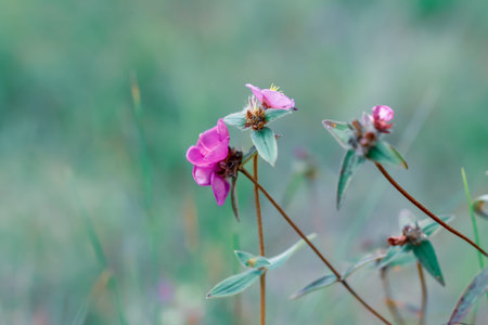 Flowers in natureの写真素材