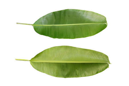 Banana banana leaf on a white backgroundの写真素材