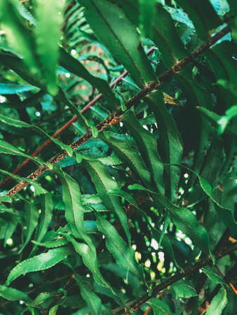 Green vegetation in a tropical gardenの写真素材