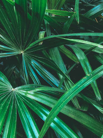 Green vegetation in a tropical gardenの写真素材