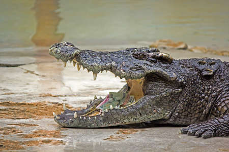 Crocodileの写真素材