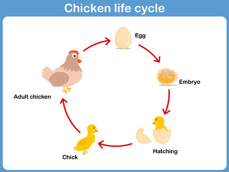 Vector Life cycle of a chicken for kidsのイラスト素材
