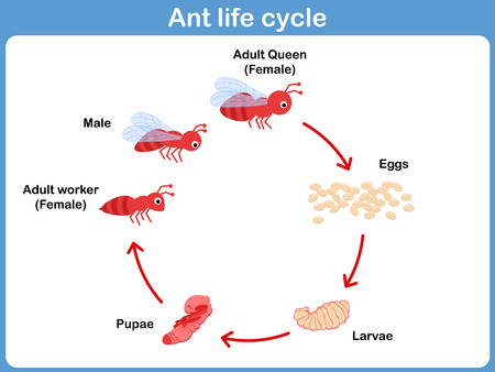 Vector Cycle of ant for kidsのイラスト素材