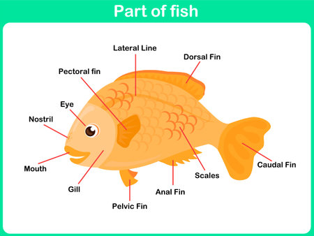 Leaning Parts of fish for kids   Worksheetのイラスト素材
