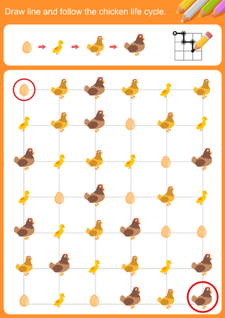 Draw line and follow the chicken life cycle.  Worksheet for education.のイラスト素材