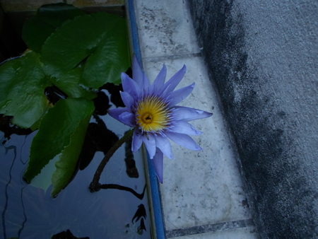 blue lotusの写真素材