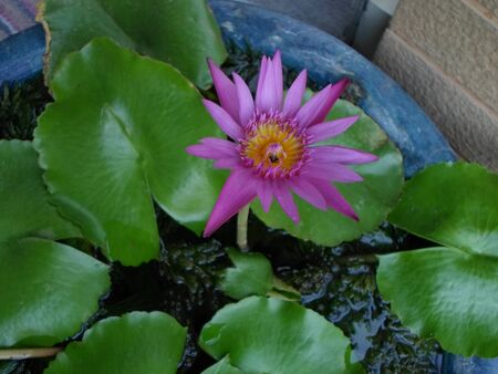 purple  lotusの写真素材