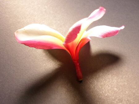 white champaka flowerの写真素材