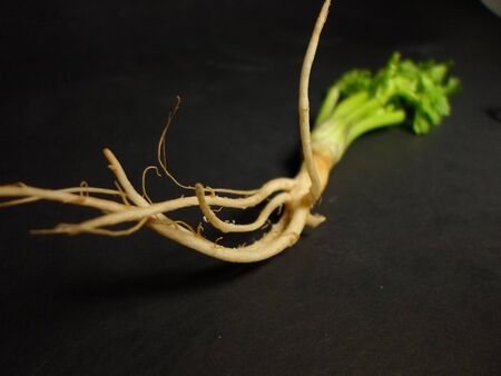 paksheeの写真素材