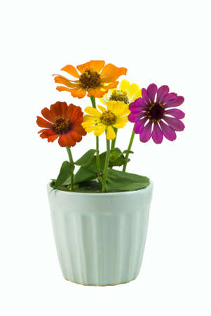 Artificial plants in pots Whiteの写真素材