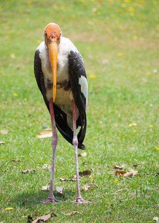 Painted Stork (Mycteria leucocephala)の写真素材