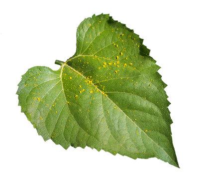 Gaysorn sunflower leaves, on white background