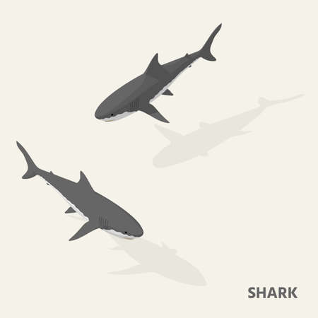 Sharks in isometric view with shadow.のイラスト素材