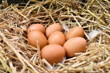 Many eggs in the nest are made from straw. Food obtained from chickens on farms. Healthy products from farmers. Products from rural areas.の写真素材