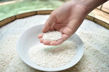 Close up Thai women holding jasmine rice in their hands. Health food products.の写真素材