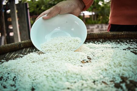 Close up Thai women holding jasmine rice in their hands. Health food products.の写真素材