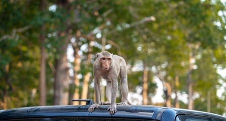 monkeys are playing on the car of the people, feeding them, for finding food at the park.
