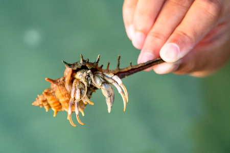 hermit crab in the seaの写真素材