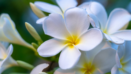 Panorama of blossoming Frangipani flower with color filter on soft pastel color. Spring landscape of Plumeria flower. Bright colorful spring flowersの写真素材
