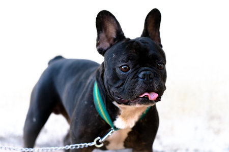 Close up portrait of a French Bulldogの写真素材