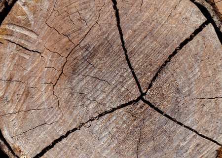 Close up of tree rings old weathered wood texture with the cross section of a cut log.